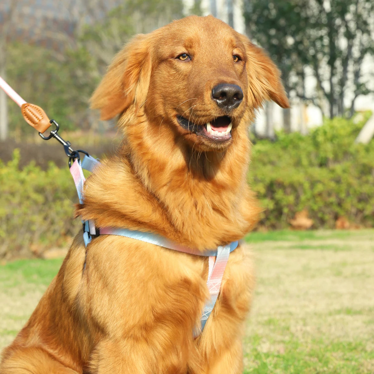 Fashionable Harness with leash